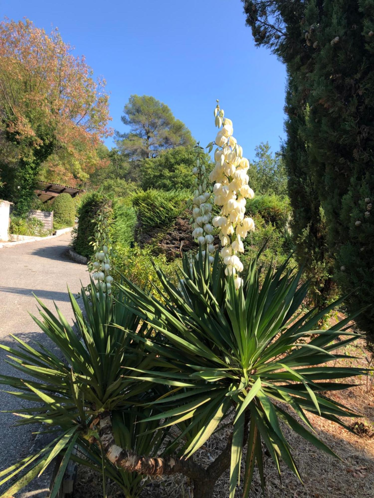 Domaine Double D Villa Cagnes-sur-Mer Eksteriør bilde